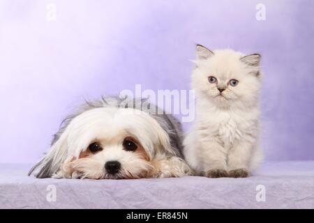 Mischling ein Perser Kätzchen Stockfoto