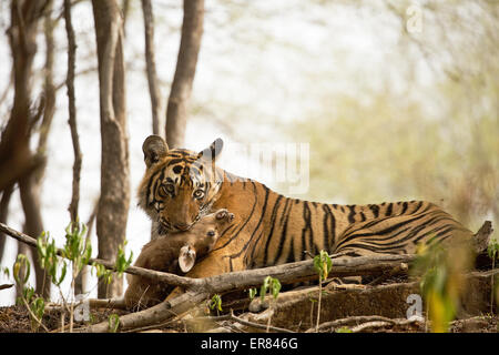 Ein Tiger tötet ein Reh und isst es Stockfoto