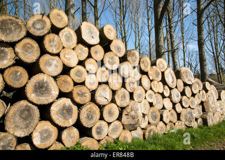 Gestapelte Holz aufgeschichtet, Sutton, Suffolk, England, UK Stockfoto