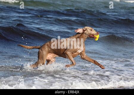 spielen kurzhaarigen Weimaraner Stockfoto