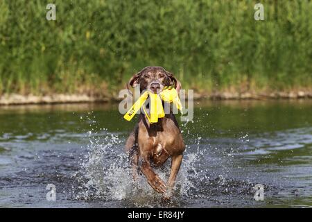 spielen kurzhaarigen Weimaraner Stockfoto