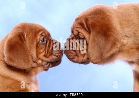 De Bordeaux Dogge Welpen Stockfoto