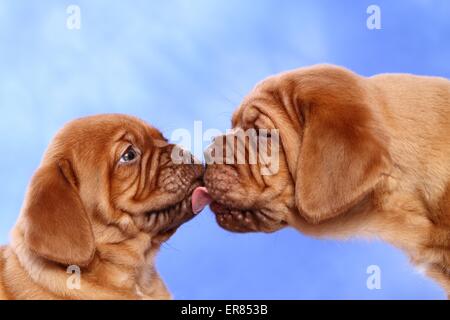 De Bordeaux Dogge Welpen Stockfoto
