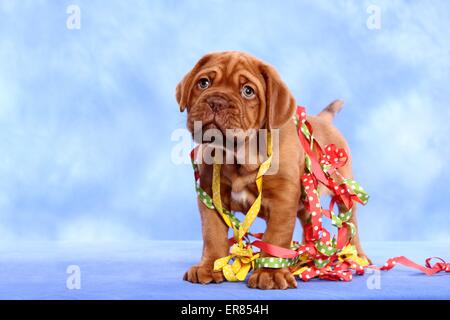 De Bordeaux Dogge Welpen Stockfoto