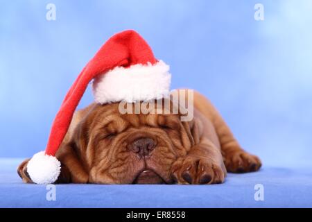 De Bordeaux Dogge Welpen Stockfoto