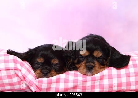 Cavalier King Charles Spaniel Welpen Stockfoto