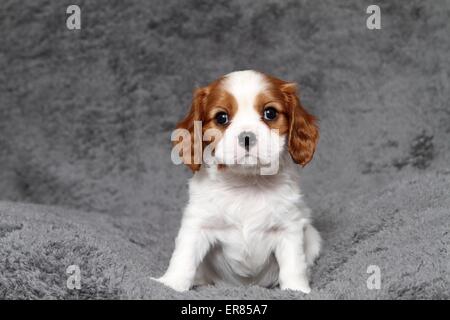 Cavalier King Charles Spaniel Welpen Stockfoto