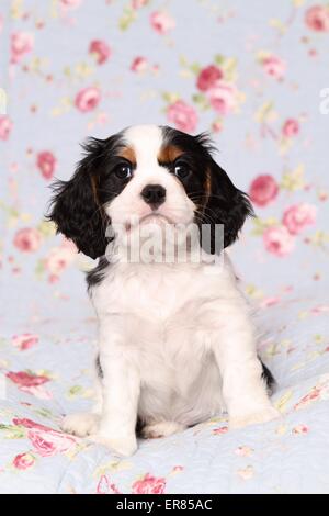 Cavalier King Charles Spaniel Welpen Stockfoto