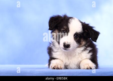 Miniatur Australian Shepherd Welpen Stockfoto