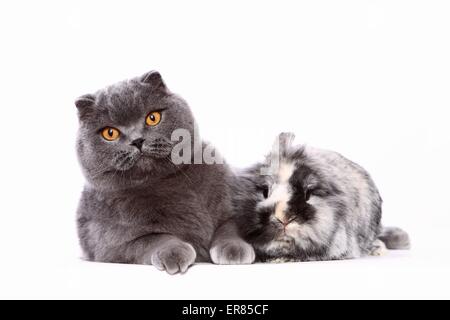 Scottish Fold und Zwerg Kaninchen Stockfoto