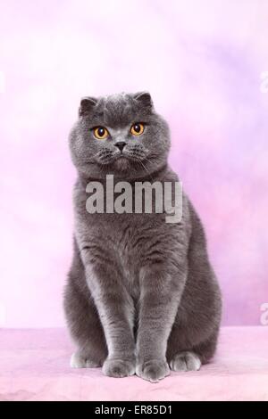 sitzen, Scottish Fold Stockfoto