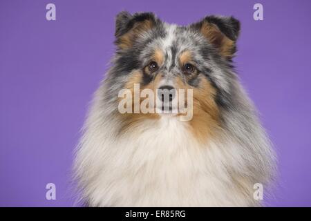 Shetland Sheepdog Portrait Stockfoto