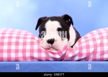 Boston Terrier Welpen Stockfoto