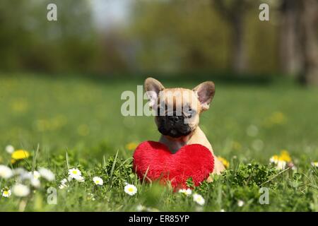 Französische Bulldogge Welpen Stockfoto