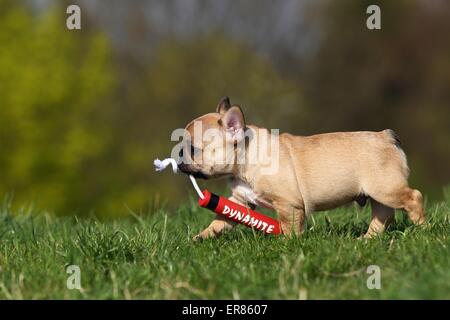 Französische Bulldogge Welpen Stockfoto