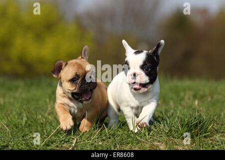 2 Französische Bulldogge Welpen Stockfoto