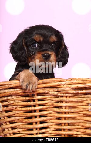 Cavalier King Charles Spaniel Welpen Stockfoto