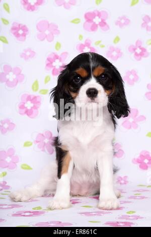 Cavalier King Charles Spaniel Welpen Stockfoto