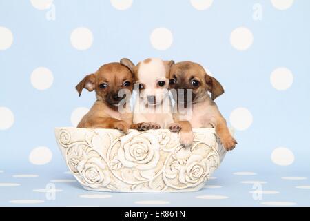 Kurzhaar Chihuahua Welpen Stockfoto