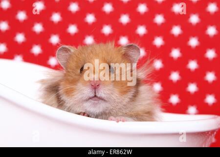 Teddy hamster Stockfoto