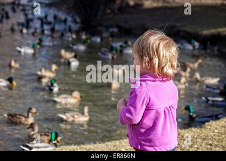 Enten füttern Stockfoto