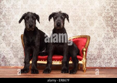 junge Irish Wolfhounds Stockfoto