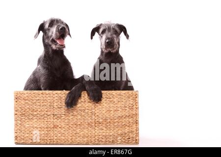 junge Irish Wolfhounds Stockfoto