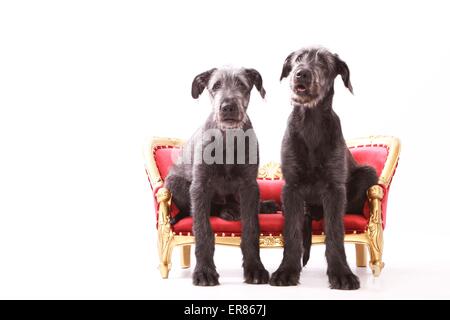 junge Irish Wolfhounds Stockfoto