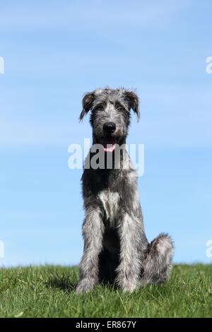 Irischer Wolfshund zu sitzen Stockfoto