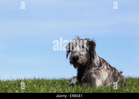 Irischer Wolfshund liegen Stockfoto