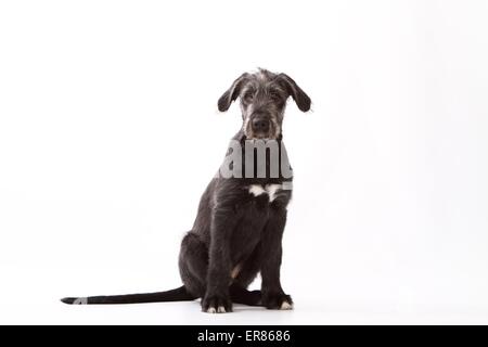 junge irische Wolfshund Stockfoto