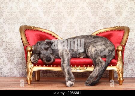 junge irische Wolfshund Stockfoto
