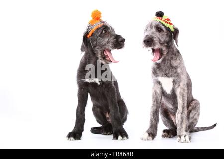 junge Irish Wolfhounds Stockfoto