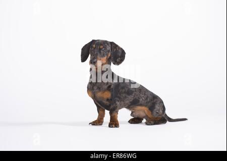 Tiger Dackel sitzend Stockfoto