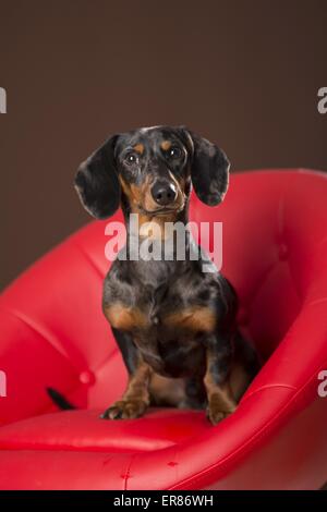 Tiger Dackel sitzend Stockfoto