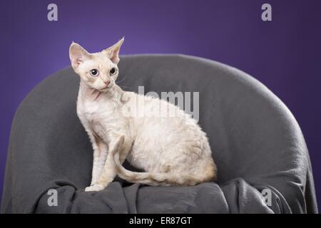 Devon Rex sitzen Stockfoto