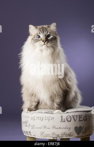 Ragdoll zu sitzen Stockfoto