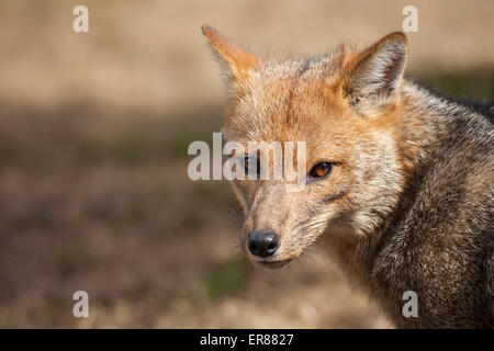 Ein patagonischen Fuchs (Lycalopex früh) im chilenischen Nationalpark Torres del Paine. Stockfoto