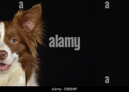 Border-Collie-Portrait Stockfoto