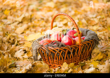 Korb mit Äpfeln auf Herbstlaub im Wald Stockfoto