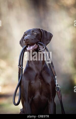 Abrufen von Deutscher Kurzhaariger Vorstehhund Stockfoto