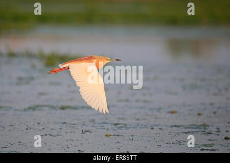 Squacco Heron in der Zucht Gefieder im Flug Stockfoto