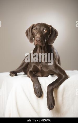 Deutscher Kurzhaariger Vorstehhund liegend Stockfoto