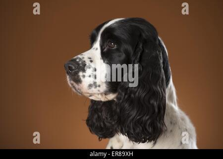 Englisch Springer Spaniel Portrait Stockfoto