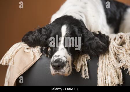 Englisch Springer Spaniel Portrait Stockfoto