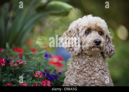 Standard Poodle-Hochformat Stockfoto