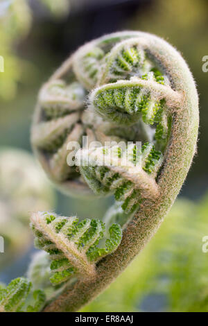 Nahaufnahme der Farnwedel Farn Stockfoto