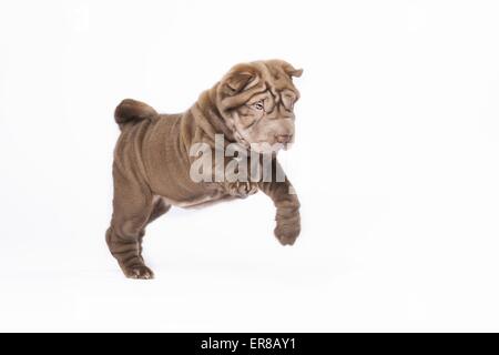 Shar Pei Welpen Stockfoto