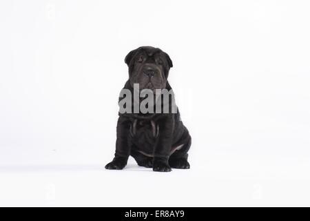 Shar Pei Welpen Stockfoto