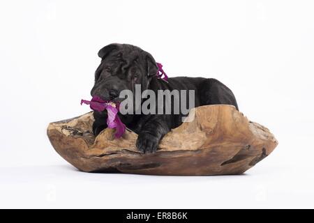 Shar Pei Welpen Stockfoto